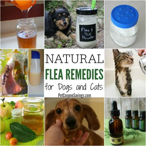 11 Natural Flea Remedies for Dogs and Cats - Pet Coupon Savings