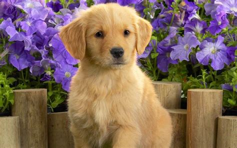 Golden Retriever Puppy Wallpapers - Top Free Golden Retriever Puppy Backgrounds - WallpaperAccess