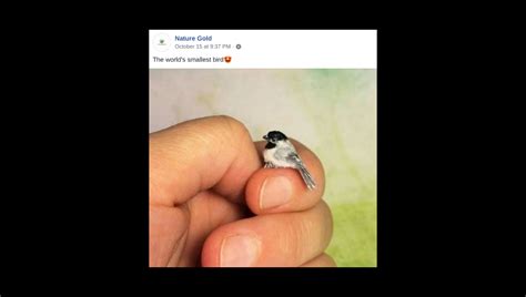 Is This a Photo of a Zunzuncito, the World's Smallest Bird?