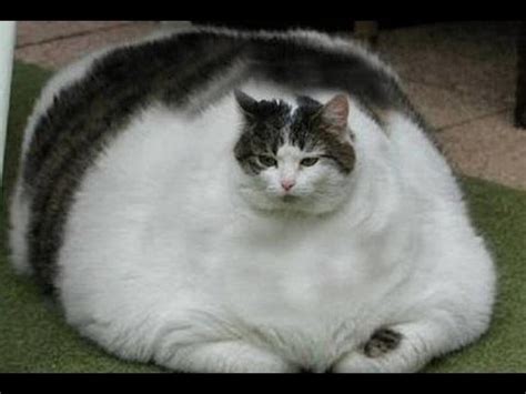 Fat Cat Facts - Neat-Pets ( Dogs & Cats )