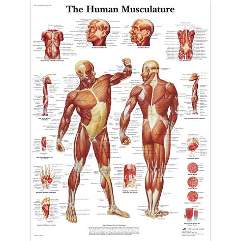 Human Muscle Chart | Human Muscle Poster | Human Musculature Chart | Muscular System Poster | Paper