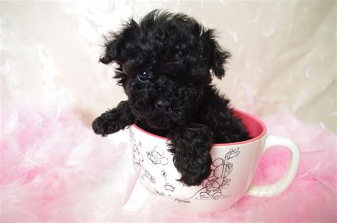 🔥 [40+] Black Poodle Wallpapers | WallpaperSafari