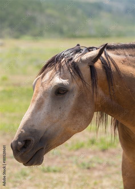 Horse displaying aggressive body language with it's ears pinned back Stock Photo | Adobe Stock