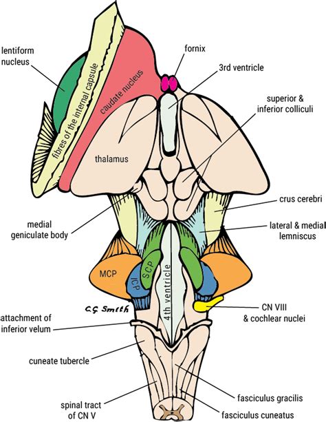 Brainstem