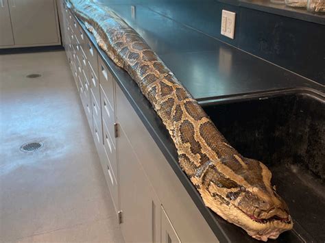 A record 19-foot-long Burmese python is caught in a Florida preserve : NPR