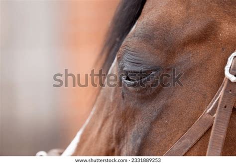 8 Horse Eye Uveitis Images, Stock Photos & Vectors | Shutterstock