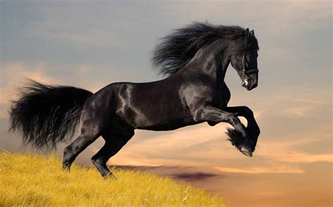 🔥 [77+] Beautiful Horse Wallpapers | WallpaperSafari