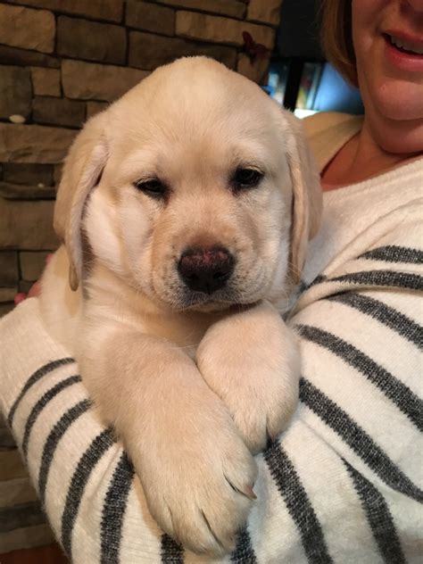 Labrador Retriever Puppies For Sale | Cincinnati, OH #264556