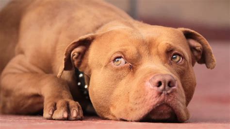 Red Nose Pit Bull Dog Breed Complete Guide - AZ Animals