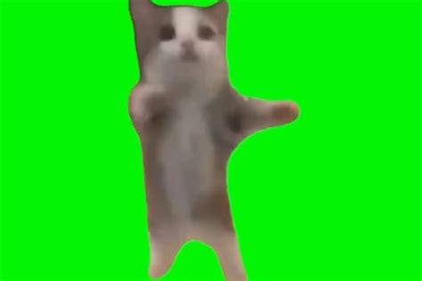 happy cat video download Archives - Video Meme