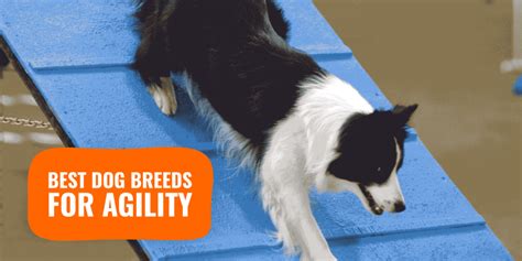 10 Best Agility Dog Breeds – Border Collies, Poodles, Papillons & More