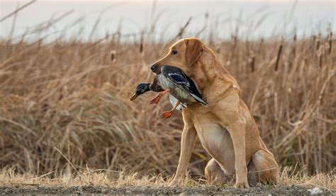 The Essential Duck Hunting Dog - Polyphonichmi