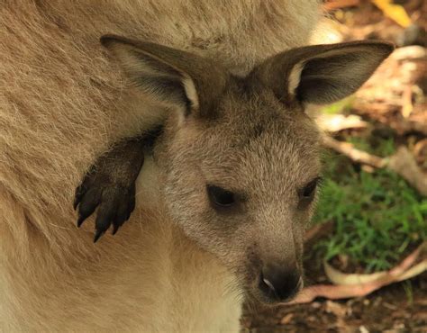 Grassland Biome Animals In Australia - greenwayzesh