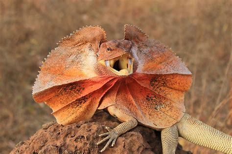 What Animals Live In The Australian Outback? - WorldAtlas