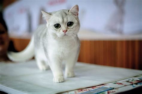 See the Cutest Cat Breeds as Kittens | Reader's Digest