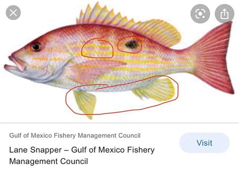 Fish School: Snapper Identification - Coastal Angler & The Angler Magazine