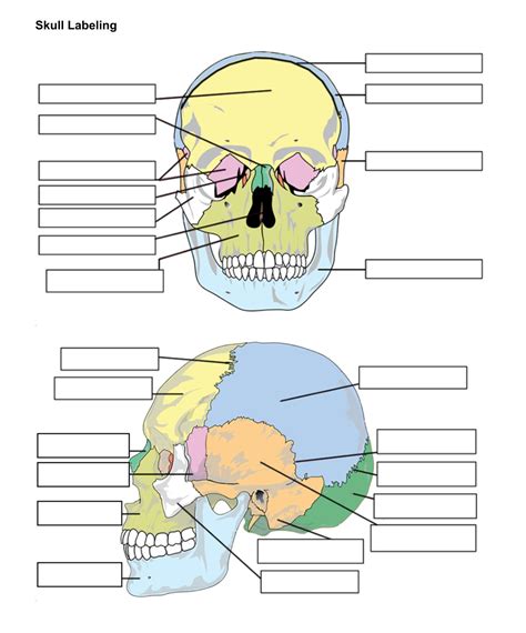 Skull Bones Unlabeled | Medical school essentials, Basic anatomy and physiology, Nursing school ...