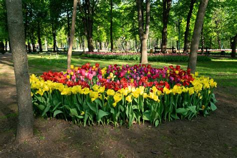 Colorful Tulips in the Flower Garden. Flowers Multicolored Tulips Flowering on Public Park Stock ...