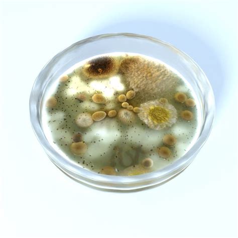 petri dish culture 3d 3ds