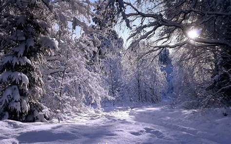 Winter Forest Wallpaper - WallpaperSafari