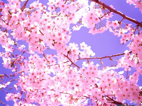 Cherry Blossom Wallpaper 06782 - Baltana