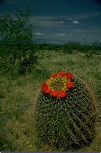 Desert Scrub Biome - Welcome to bAUMAN-NATION