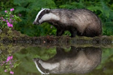 Where Do Badgers Live? - Exploring the badger Habitat