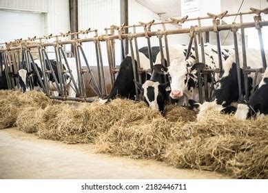 2,722 Cows eating silage Images, Stock Photos & Vectors | Shutterstock