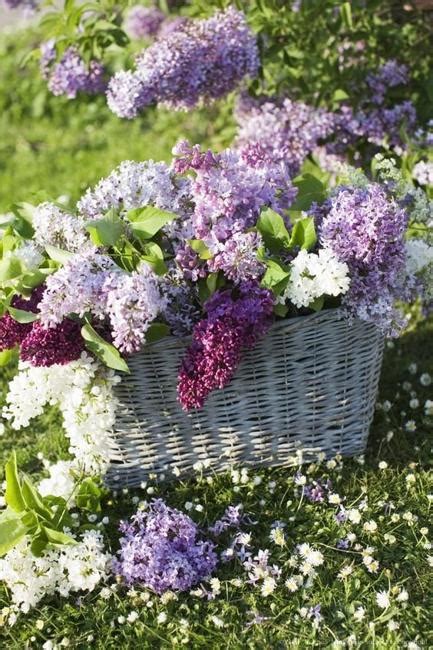 Interesting Facts about Lilac, Flower Arrangements and Colorful Home Decorating Ideas