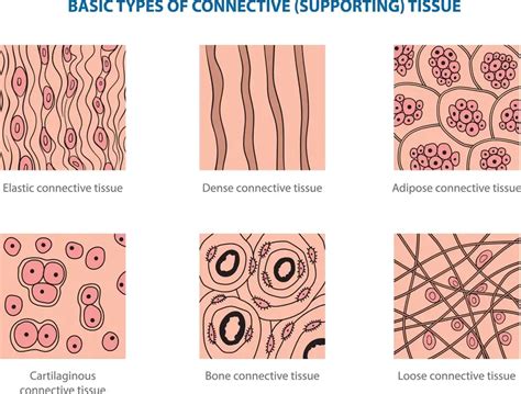 Plant tissue vs Animal tissue - 88Guru