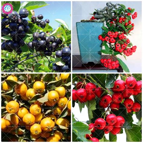 Aliexpress.com : Buy 50pcs Rare Black Hawthorn Bonsai Hawthorn tree haw; may tree; maybush ...