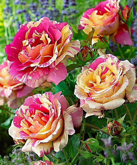 170 Bi-color & variegated roses ideas | rose, flowers, beautiful roses