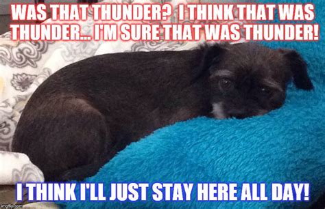 30 Memes Proving Your Dog Might Despise Rainy Weather More Than You Do - Animal Comedy - Animal ...