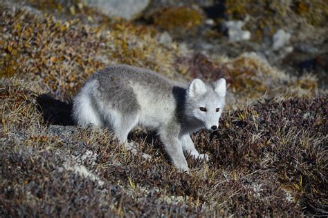 Tundra Biome Arctic Fox