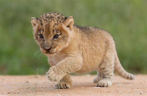 Lion Cub Stock Photos, Pictures & Royalty-Free Images - iStock