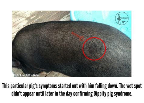 Dippity Pig Syndrome: How This Affects Mini Pigs - Mini Pig Info