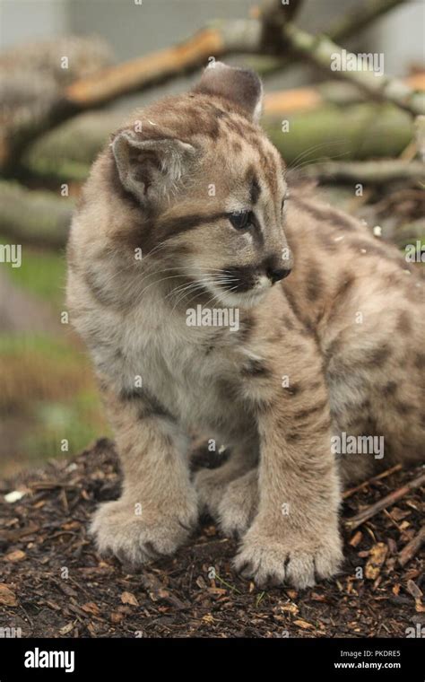 Mountain lion cub Stock Photo - Alamy