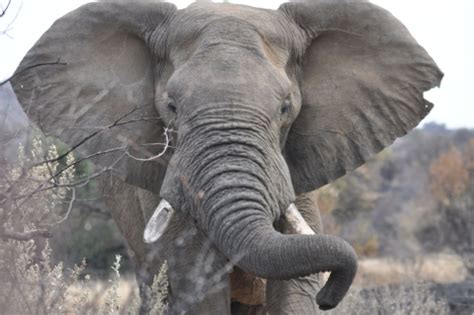 African Elephant Conservation Act | U.S. Fish & Wildlife Service