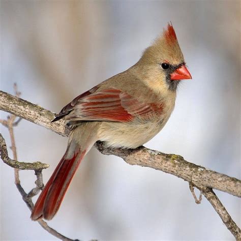 Female Northern Cardinal | Cute animals, Animals, Bird aviary