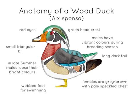 Anatomy of a Wood Duck by Teach Simple