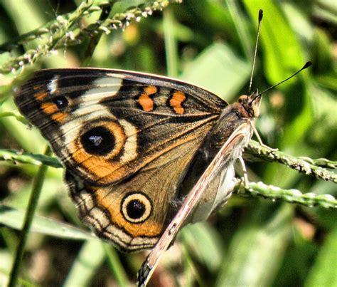 Hoosier Safari: Buckeye Butterfly