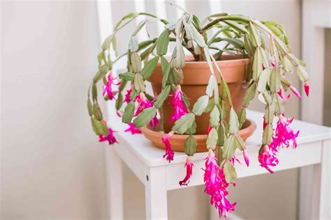 How to Care for Christmas Cactus