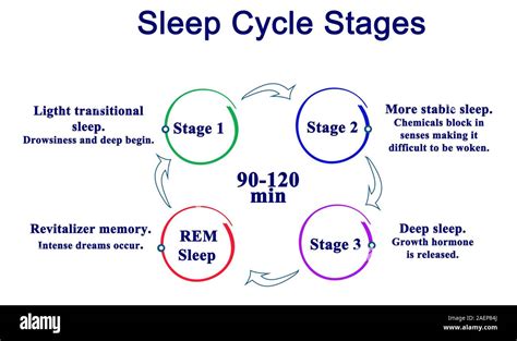 Sleep Cycle Stages Stock Photo - Alamy