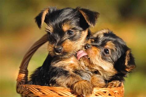 Furry Babies Has the Cutest Yorkie Puppies for Sale Anywhere, Come Check them Out! - Furry Babies