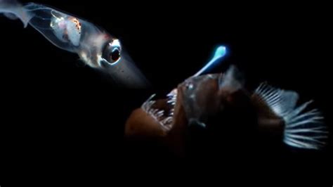 Deep Sea Creatures Exhibit Bioluminescence | Blue Planet | BBC Earth - YouTube