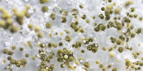 How Do Mold Spores Spread? | Mold Remediation | Healthy Air USA