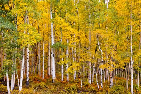 Southwest Colorado Fall Aspen Trees Fine Art Photo Print | Photos by Joseph C. Filer