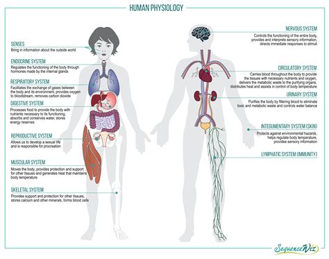 Why Do I Have to Take Anatomy and Physiology Classes Before Medical School? - The #1 Human ...