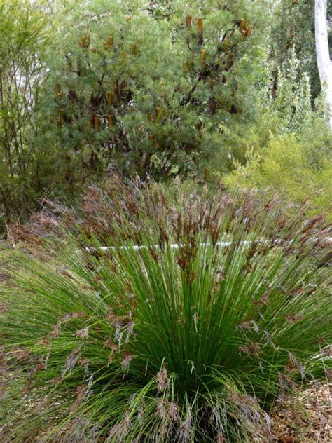 Ground Cover Plants For Canberra - ground cover and shrubs