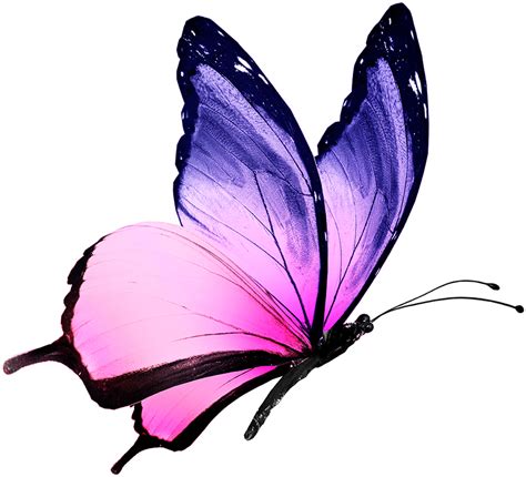 Pink And Purple Butterfly | Free download on ClipArtMag